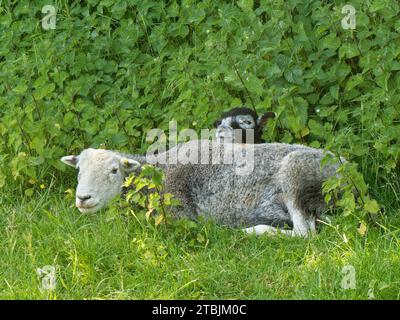 Herdwick-Schafe (Ovis aries) Schafe und Lämmer, die zwischen Brennesseln auf üppigen Weiden ruhen, Coombe Bisset Down, Cranborne Chase AONB, Wiltshire, Vereinigtes Königreich, Juni. Stockfoto