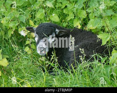 Herdwick-Schafe (Ovis aries) Lamm, das zwischen Brennesseln auf üppigen Weideflächen ruht, Coombe Bisset Down, Cranborne Chase AONB, Wiltshire, Vereinigtes Königreich, Juni. Stockfoto