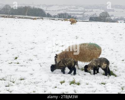 Schafe (Ovis aries) Schafe und Lämmer, die Gras auf schneebedeckten Weiden weiden, Wiltshire, UK, März. Stockfoto