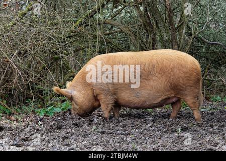 Tamworth-Schwein (Sus domesticus), das mit seiner Schnauze als Futter verwurzelt ist, einschließlich gefallener Eicheln in schlammigen Wäldern, Knepp Estate, Sussex, Großbritannien, März. Stockfoto