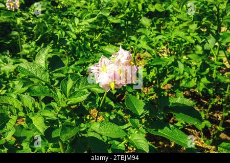 Kartoffeln in Blüte. Selektiver Fokus auf eine frische rosa Blume einer Kartoffelpflanze im Sonnenlicht auf einem Bauernfeld. Landwirtschaft und ökologischer Landbau für Stockfoto