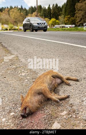 Wildschwein (Sus scrofa), das bei einem Straßenverkehrsunfall getötet wurde, in der Nähe von Coleford, Forest of Dean, Gloucestershire, Vereinigtes Königreich, April. Stockfoto