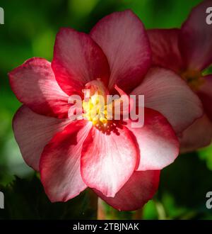 Nahaufnahme einer rosafarbenen Blume mit weißem Zentrum vor grünem Hintergrund Stockfoto