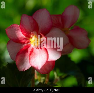 Eine leuchtende rot-weiße Blume blüht im Sonnenlicht vor einem Hintergrund von üppig grünem Laub Stockfoto