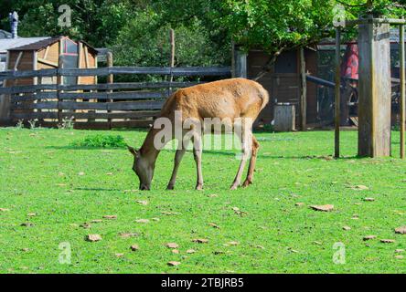 Wildtieranimails in einem kleinen Zoo in Luxemburg. Stockfoto