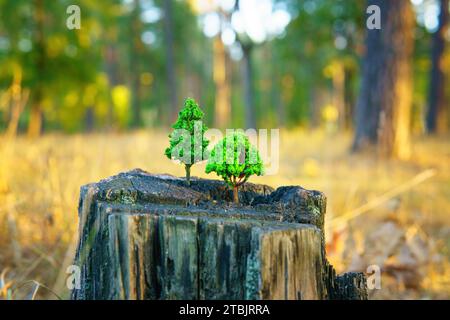 Zwei kleine grüne Setzlinge tauchen aus einem alten Stumpf auf. Naturwiedergeburten- und Erneuerungskonzept. Stockfoto