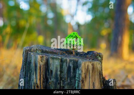 Nahaufnahme einer winzigen Setzfigur auf einem alten Baumstumpf in einer Waldumgebung. Entwaldungskonzept. Stockfoto