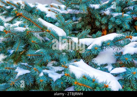 Detaillierter Hintergrund mit Nahansicht von Tannenzweigen, die mit einer zarten Schneeschicht verziert sind. Ruhige Schönheit und Ruhe des Winters. Stockfoto