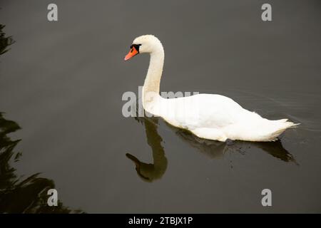 Ein weißer Schwan schwimmt am Fluss Dnieper in der Ukraine, Wildtiere Stockfoto