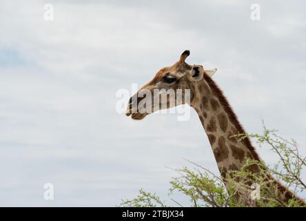 Das Porträt der Giraffe, die von der Kamera wegblickt, Etosha Nationalpark, Namibia Stockfoto