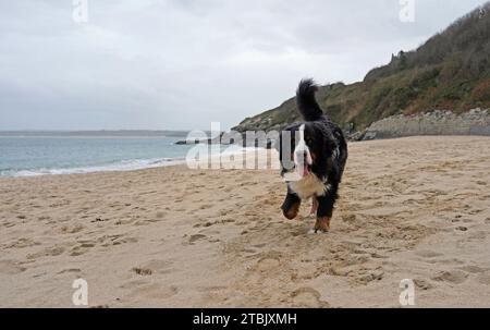 Berner Sennenhund läuft am Sandstrand in Cornwall Stockfoto