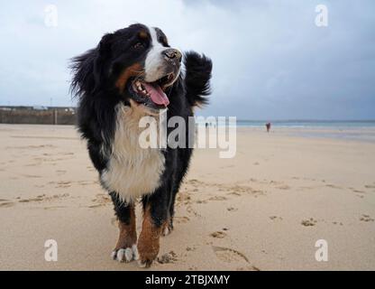 Glücklicher, lächelnder Berner Sennenhund, der am Strand steht Stockfoto