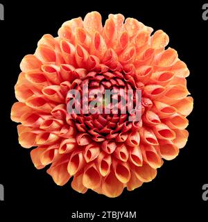 Nahaufnahme einer Dahlien auf schwarzem Hintergrund, einer Blume in trendiger Farbe. Stockfoto