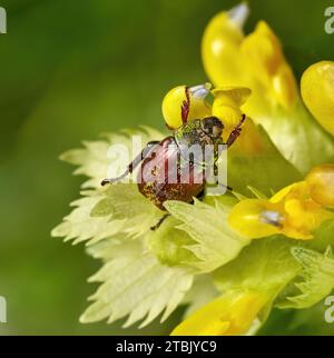 Hoplia argentea Käfer auf großer gelber Rassel (Rhinanthus angustifolius) Stockfoto