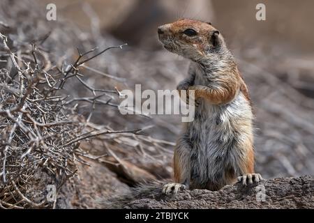 Aufrecht stehendes weibliches Berbergrundehörnchen (Atlantoxerus getulus) Stockfoto