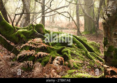 Große verworrene Baumwurzeln, bedeckt mit grünem Moos im herbstlichen Wald Stockfoto