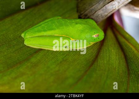 Ein schlafender rotäugiger Baumfrosch (agalychnis callidryas) in Costa Rica. Er tarnt sich, indem er eine gesprenkelte Membran über seinem Auge schließt und sich versteckt Stockfoto