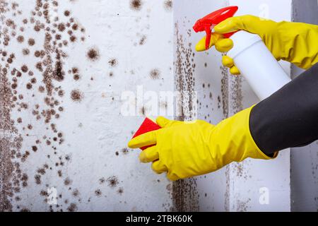 Reinigung der Wand mit einem Sprühgerät von Flecken von giftigem Schimmel und Pilzbakterien. Konzept zur Beseitigung des Problems des Schimmelpilzes im Innenbereich auf der W. Stockfoto