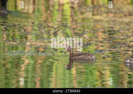 Baby-Ente schwimmt im See. Stockfoto