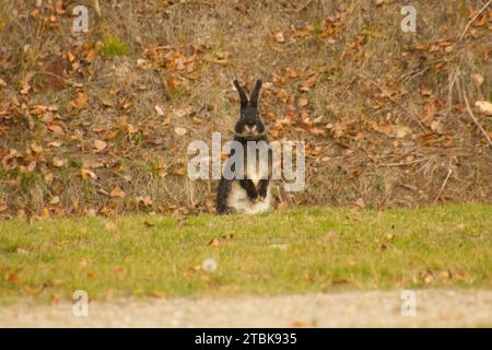 Braunes und weißes Kaninchen, das auf dem Boden sitzt Stockfoto