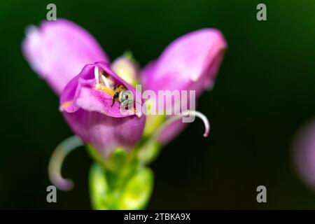 Eine Nahaufnahme einer kleinen, leuchtenden violetten Blume mit einer Biene darin Stockfoto