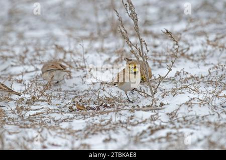 Gehörnter Lark (Eremophila alpestris) auf Schnee, ernährt sich von Pflanzensamen. Stockfoto