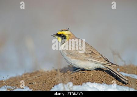 Gehörnter Lark (Eremophila alpestris), am Boden, in der schneebedeckten Region. Stockfoto