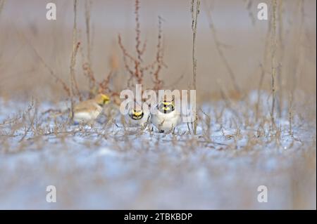 Gehörnter Lark (Eremophila alpestris) auf Schnee, ernährt sich von Pflanzensamen. Stockfoto