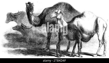 Tiere auf der Florentiner Exposition: Büffel - Kamele aus der königlichen Domäne von San Rossore, 1861. "Die Rinderschau der Ausstellung in Florenz besteht aus der Rinderrasse, einschließlich Büffel, Pferde, Kamele, Schafe, Ziegen, Schweine, Kaninchen und Geflügel jeder Art; und als Beweis dafür, was Italien gegenwärtig in diesem Departement erreichen kann, ist es eine sehr interessante Ausstellung. Für einen Engländer ist das in keiner anderen Hinsicht so sehr; denn wir sind natürlich, wie die ganze Welt weiß, in all diesen Angelegenheiten jedem Teil des Kontinents zu weit voraus, als dass wir uns nicht einlassen könnten Stockfoto