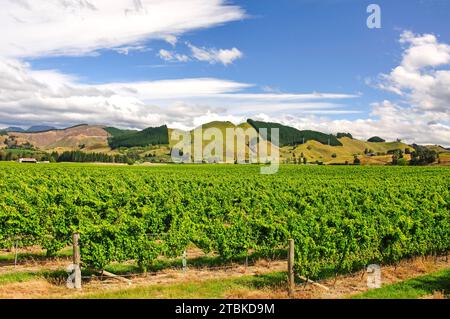 Brightwater Weinberg, Brightwater bei Nelson, Tasman Region, Südinsel, Neuseeland Stockfoto