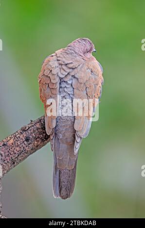 Die Laughing Dove (Spilopelia senegalensis) dorsale Sicht auf einen Ast. Grüner Hintergrund. Stockfoto