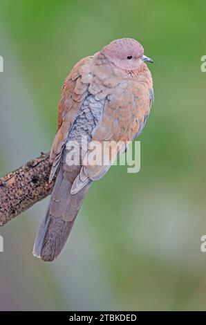 Die Laughing Dove (Spilopelia senegalensis) dorsale Sicht auf einen Ast. Grüner Hintergrund. Stockfoto