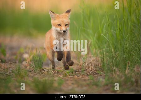 Junger Rotfuchs, der einen Weg beschreitet Stockfoto