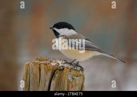 Chickadee mit schwarzer Kappe sitzt im Winter auf einem Baumwagen Stockfoto