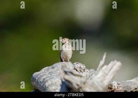 Holzlarke (Lullula arborea) auf einem Baumstumpf. Grüner Hintergrund. Stockfoto