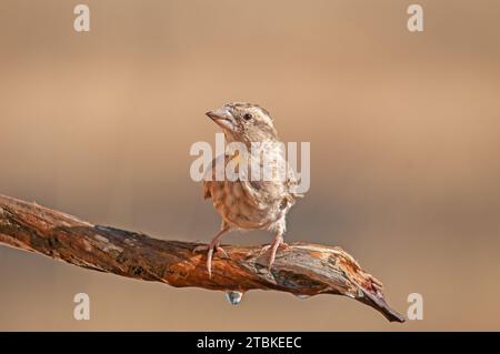 Steinsperling (Petronia petronia) und Wassertropfen auf einem Baumzweig. Stockfoto