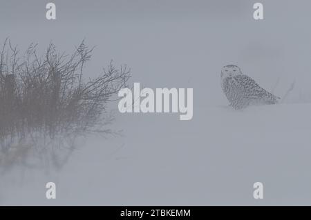 Schneeeule im Winter, die jagt Stockfoto