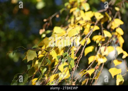 Birkenzweige mit gelben Blättern auf verschwommenem Hintergrund, Herbstzeit. Stockfoto