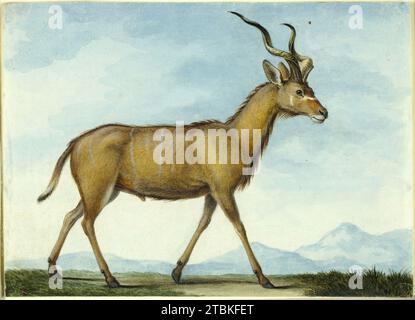 A Kudu, n.d. Stockfoto