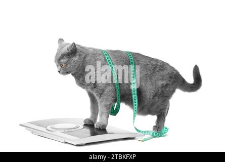 Eine britische Kurzhaar-blaue Katze steht auf einer Skala auf weißem Hintergrund, eingewickelt in ein Maßband. Konzept der Gewichtskontrolle, Gewichtsabnahme, Diät. Stockfoto