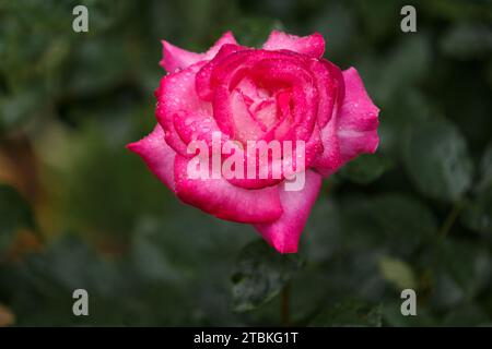 Blühende hellrosa Rose in Regentropfen, floraler Hintergrund Stockfoto