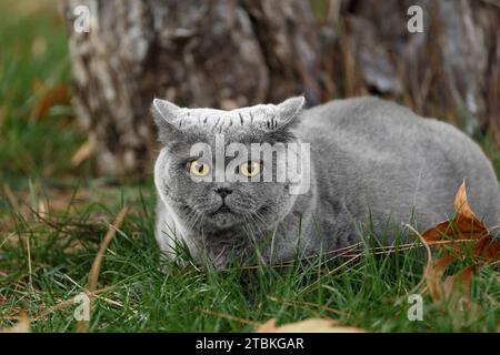 Eine fette britische Katze mit großen gelben Augen liegt auf grünem Gras mit gefallenen Blättern im Park. Fettleibige graue schottische Katze, die draußen auf dem Rasen ruht. Stockfoto
