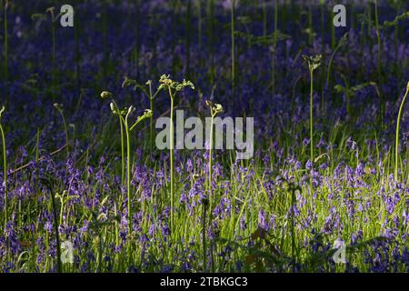 Ein frisches Wachstum von Ferns, das im Frühjahr durch die Bluebells (Hyacinthoides non-scripta) im Kinclaven Bluebell Wood aufgewachsen ist Stockfoto