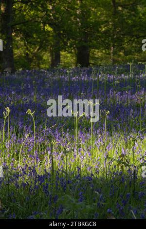 Ein neues Wachstum von Ferns im Frühling, das durch die Bluebells (Hyacinthoides non-scripta) im Waldgebiet von Kinclaven in Dappled Sunshine auftaucht Stockfoto