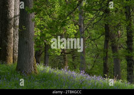 Dappled Sunshine auf einem Fleck von Native Bluebells (Hyacinthoides non-scripta) im Ancient Oak Woodland in Kinclaven in Perthshire, Schottland Stockfoto