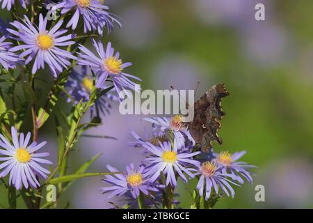 Ein Komma Butterfly (Polygonia c-Album) auf der Suche nach Michaelmas Daisies mit dem charakteristischen White Mark auf der Unterseite der Wings Stockfoto