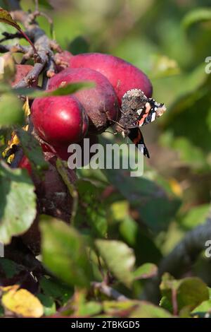 Ein roter Admiral-Schmetterling (Vanessa Atalanta), der sich im Herbst von verrottenden, überreifen Früchten an einem Pflaumenbaum ernährt Stockfoto