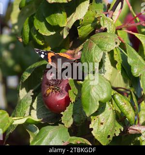 Ein roter Admiral-Schmetterling (Vanessa Atalanta) und ein deutscher Wasp (Vespula Germanica) fressen gemeinsam in einem Pflaumenbaum in der Herbstsonne verrottende Früchte Stockfoto