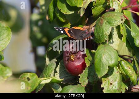 Eine deutsche Waspe (Vespula Germanica) und ein roter Admiral-Schmetterling (Vanessa Atalanta), die im Herbst gemeinsam auf einer verrotteten Pflaume in einem Pflaumenbaum suchen Stockfoto