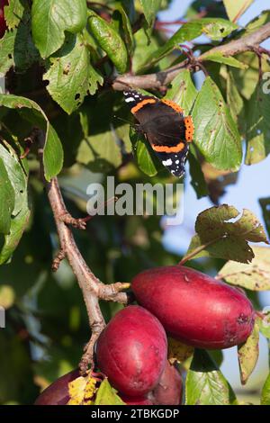 Ein roter Admiral-Schmetterling (Vanessa Atalanta), der im Herbst in Sonnenschein auf einem Blatt über Reifen Früchten in einem Pflaumenbaum (Prunus domestica) bastelt Stockfoto